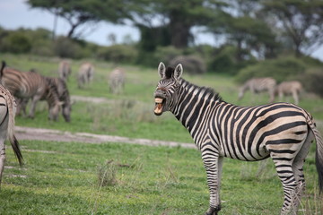 Naklejka premium Zebra Botswana Africa savannah wild animal picture