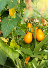 Bunch of yellow tomatoes
