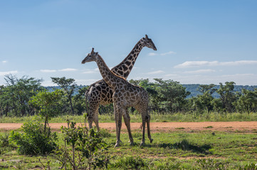 Giraffe teaching her offspring to fight in the Welgevonden Game Reserve in South Africa