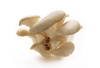 Oyster mushrooms