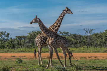 Giraffe teaching her offspring to fight in the Welgevonden Game Reserve in South Africa