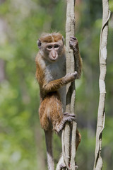 Toque Macaque (Macaca sinica) Udawalawa National Park, Sri Lanka