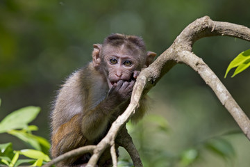 Toque Macaque (Macaca sinica) Udawalawa National Park, Sri Lanka