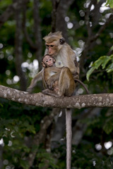 Toque Macaque (Macaca sinica) Udawalawa National Park, Sri Lanka