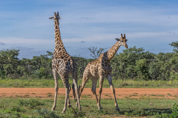 Naklejka na ściany i meble Giraffe teaching her offspring to fight in the Welgevonden Game Reserve in South Africa