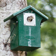 Young sparrow sitting in a birdhouse