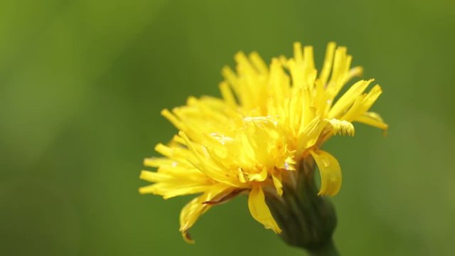  garden of italy yellow taraxacum flower  and grass move by the wind in wild.