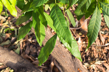 green leaf, mangoes leaf,