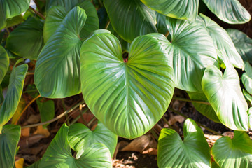 close up of green leave