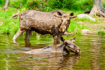 Moose (Alces alces). Two bulls standing in a forest lake during a hot spring day. Focus on the front bull.