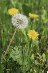 Dandelion yellow flower growing in spring time on the green grass