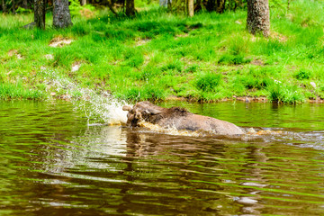 Moose (Alces alces). A bull is having a playful time splashing around in the forest lake.