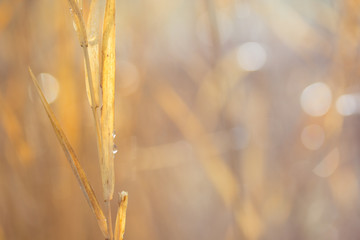 Ein Strohhalm auf einer Wiese kündigt den nahenden Herbst an. Ein abstrakter, goldener  Hintergrund