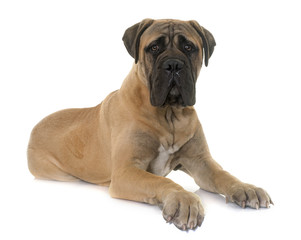 young bull mastiff in studio