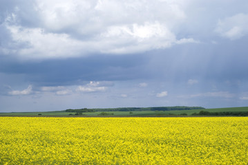 Obraz premium Bright yellow field of rapeseed in Ukraine