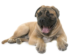 yawning young bull mastiff in studio