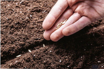 Closeup of a males hand planting seeds