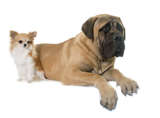 young bull mastiff and chihuahua