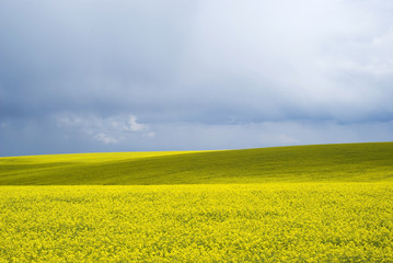 Obraz premium Bright yellow field of rapeseed in Ukraine