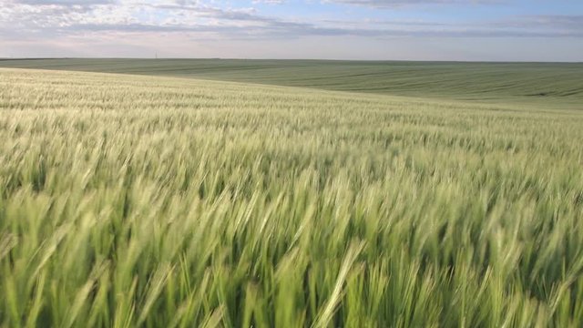 barley field swaying in the wind