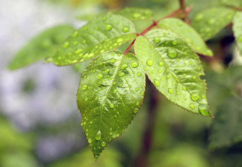 роса на зеленых листьях