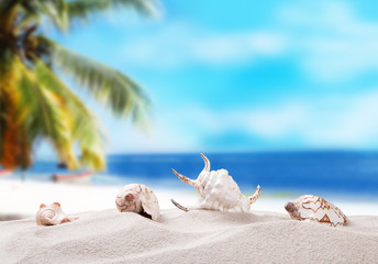 Obraz na płótnie Canvas Shells on sandy beach with tropical beach background 