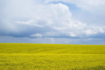 Bright yellow field of rapeseed in Ukraine