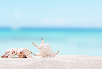 Fototapeta na wymiar Shells on sandy beach with tropical beach background 