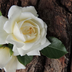большая белая  роза на фоне  коры дерева  крупным планом  © zelinskaalla