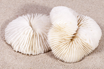 two sea shells of fungia  lying on the sand, close up © mychadre77