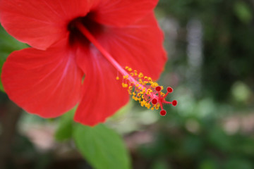 Fototapeta premium Tropical red hibiscus 
