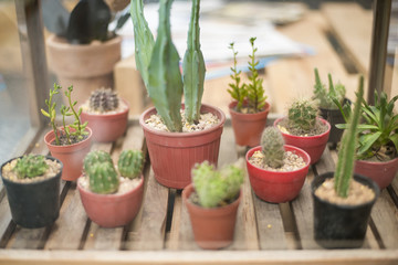 Fototapeta na wymiar Flower pot of cactus in the plant store
