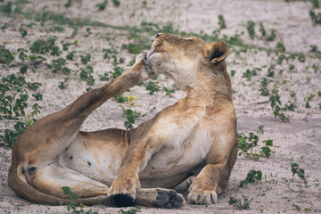 Lion washes itself thoroughly