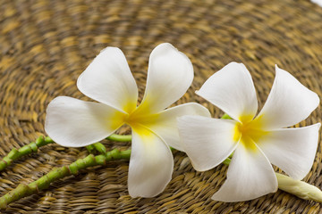 Fototapeta na wymiar White frangipani/ Plumeria flowers on rattan plan background 