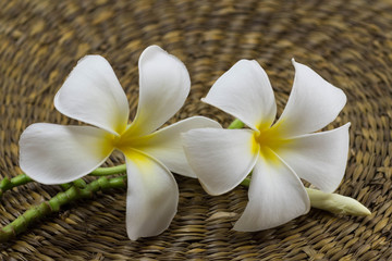 White frangipani/ Plumeria flowers on rattan plan background
