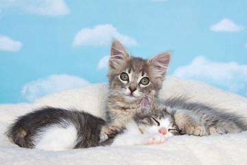 Gray tabby kitten awake, paws holding sibling sleeping on sheep skin blanket with blue background with clouds. copy space above