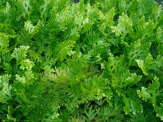 Naklejka na ściany i meble Green fern or Selaginella involvens (Sw.) Spring