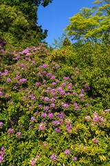 Purple Rhododendron flowers in bloom in an English formal garden