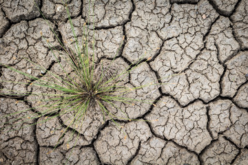 Grass on cracked dry desert sand