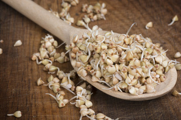 sprouts of buckwheat groats on spoon