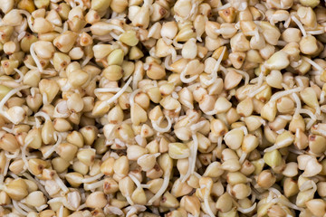 Sprouts of buckwheat groats as a background