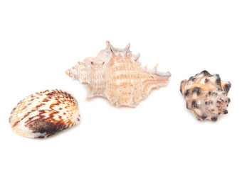 seashells on a white background