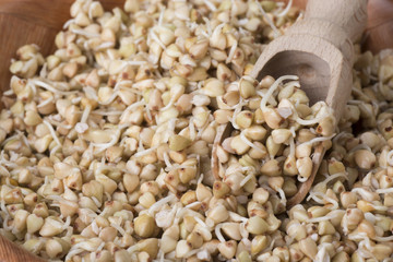 sprouts of buckwheat groats on wooden spoon