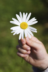 Camomile in a children's hand.