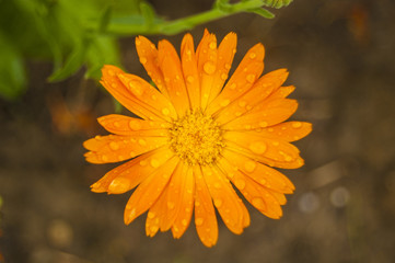 Macro orange flower central position