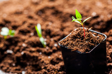 green sprouts have sprouted in the ground