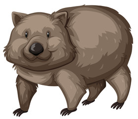 Wild wombat on white background