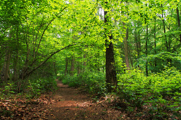 Obraz premium English woodland path with the sun breaking through the leaves