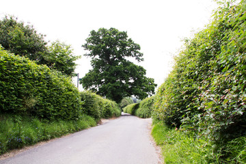English tree lined lane going through the countryside