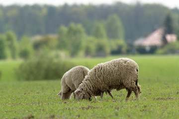 sheep